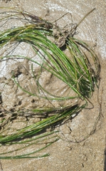 Phyllospadix torreyi