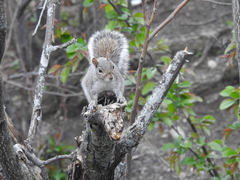 Sciurus carolinensis