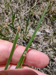 Eleocharis bifida