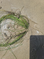 Phyllospadix torreyi