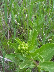 Asclepias viridis