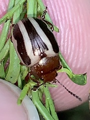 Zygogramma suturalis