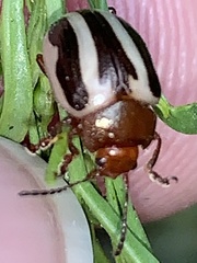 Zygogramma suturalis