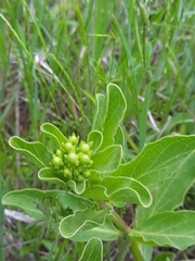 Asclepias viridis