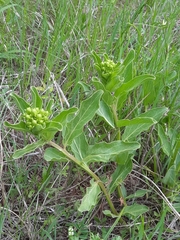Asclepias viridis