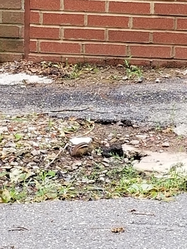 photo of Eastern Chipmunk (Tamias striatus)