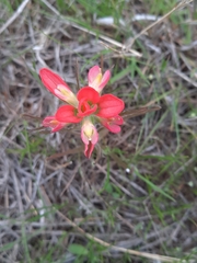 Castilleja indivisa