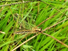 Suhpalacsa dietrichiae