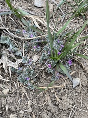 Astragalus tridactylicus