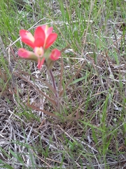 Castilleja indivisa