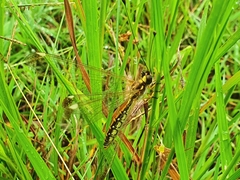 Suhpalacsa dietrichiae