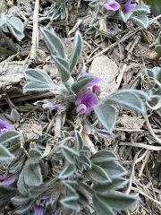 Astragalus tridactylicus