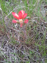 Castilleja indivisa