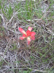 Castilleja indivisa