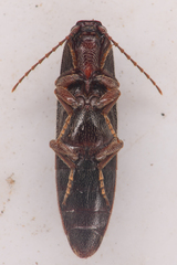 Melanotus longulus