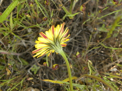 Microseris paludosa