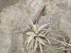 Tillandsia latifolia