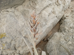 Tillandsia latifolia