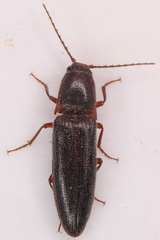 Melanotus longulus