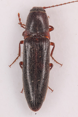 Melanotus longulus