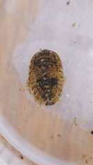 Ectopria nervosa