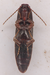 Melanotus longulus