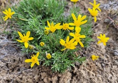 Nestotus stenophyllus