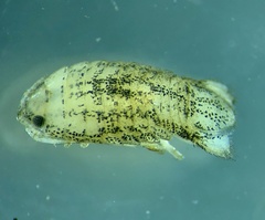 Tachaea caridophaga