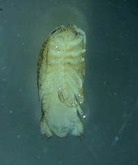 Tachaea caridophaga