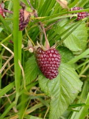 Rubus glaucus