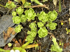 Psilocarphus chilensis