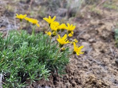 Nestotus stenophyllus