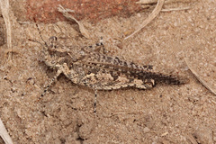 Pycnostictus seriatus