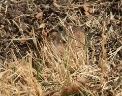 Cratogeomys castanops