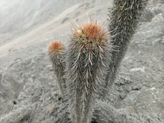 Haageocereus acranthus