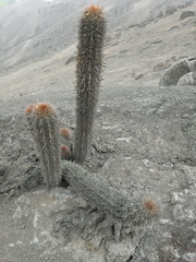 Haageocereus acranthus