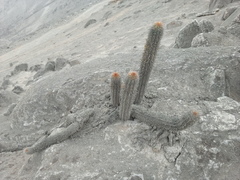 Haageocereus acranthus