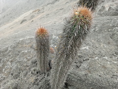 Haageocereus acranthus