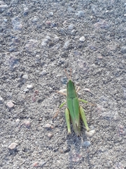 Dichromorpha australis