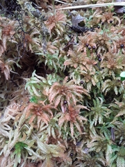 Sphagnum magellanicum
