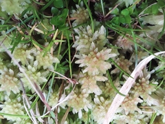 Sphagnum magellanicum