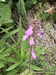 Stachys drummondii