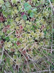 Sphagnum magellanicum