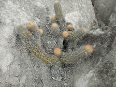 Haageocereus pseudomelanostele