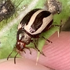 Zygogramma suturalis