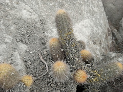 Haageocereus pseudomelanostele