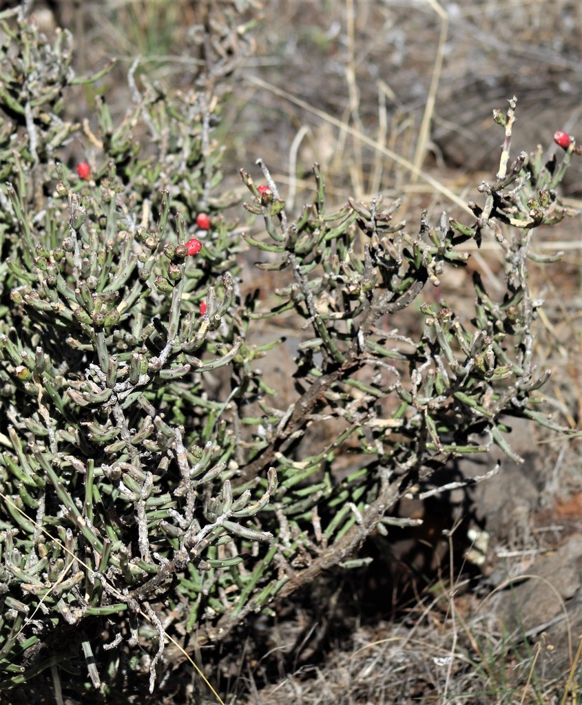 Christmas cholla from Yavapai County, AZ, USA on April 15, 2022 at 08: ...