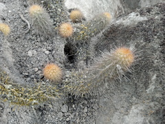 Haageocereus pseudomelanostele