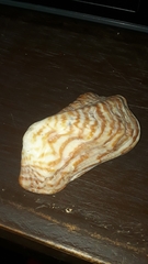 Arca pacifica