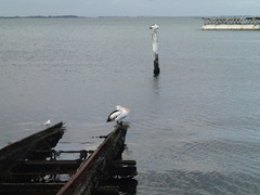 Pelecanus conspicillatus